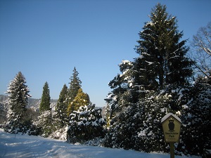 Park im Winter 2