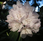 Rhododendron